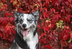 Australian Shepherd Portrait