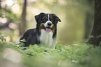 Australian Shepherd Portrait