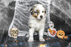 stehender Australian Shepherd Welpe