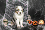 sitzender Australian Shepherd Welpe