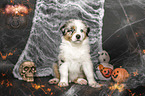 sitzender Australian Shepherd Welpe