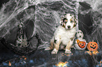 sitzender Australian Shepherd Welpe