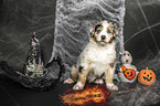 sitzender Australian Shepherd Welpe
