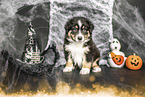 sitzender Australian Shepherd Welpe