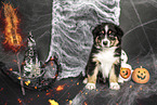 sitzender Australian Shepherd Welpe