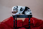 Australian Shepherd Welpe