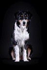 sitzender Australian Shepherd