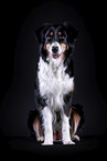 sitzender Australian Shepherd