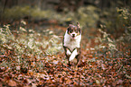 Australian Shepherd rennt durch Laub
