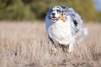 rennender Australian Shepherd