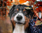 Australian Shepherd Portrait