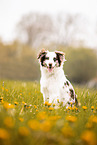 Australian Shepherd
