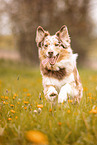 Australian Shepherd