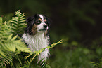 Australian Shepherd