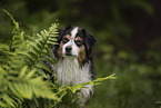 Australian Shepherd