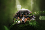 Australian Shepherd
