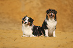 Australian Shepherd