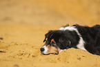 Australian Shepherd