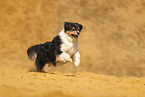 Australian Shepherd