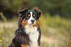 Australian Shepherd