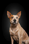 Australian Stumpy Tail Cattle Dog Portrait