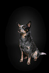 sitzender Australian Stumpy Tail Cattle Dog