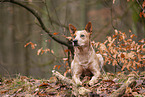 liegender Australian Stumpy Tail Cattle Dog