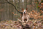 liegender Australian Stumpy Tail Cattle Dog