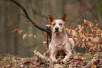 liegender Australian Stumpy Tail Cattle Dog