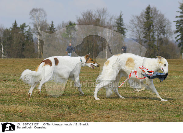 Barsoi beim Coursing / coursing Borzoi / SST-02127