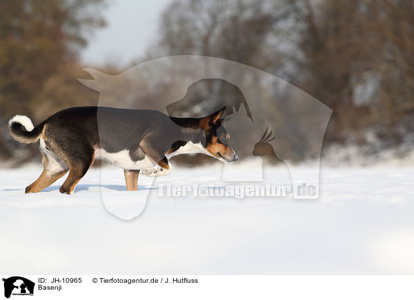 Basenji / Basenji / JH-10965
