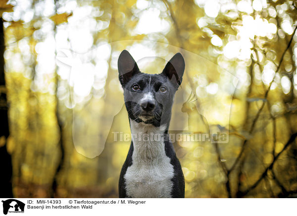 Basenji im herbstlichen Wald / Basenji in the autumn forest / MW-14393