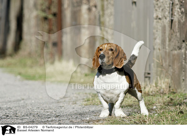 Basset Artesien Normand / BS-04279