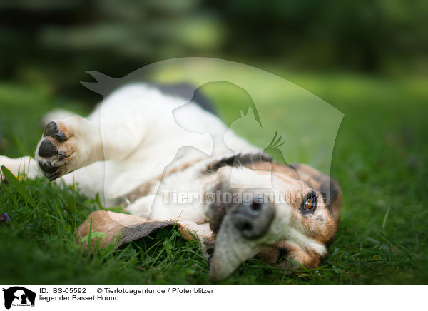 liegender Basset Hound / lying Basset Hound / BS-05592