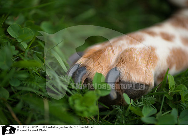 Basset Hound Pfote / Basset Hound paw / BS-05612