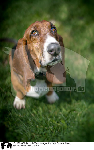 sitzender Basset Hound / sitting Basset Hound / BS-05614