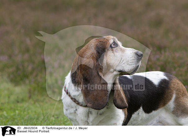 Basset Hound Portrait / Basset Hound Portrait / JM-02934