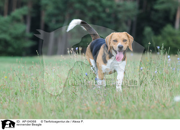 rennender Beagle / running Beagle / AP-04068