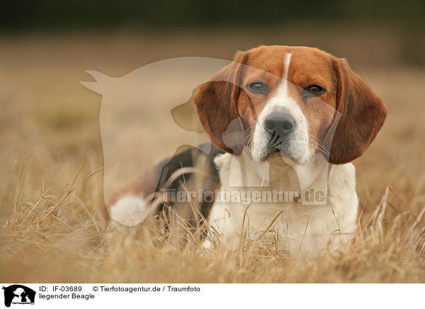 liegender Beagle / lying Beagle / IF-03689