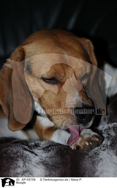 Beagle / Beagle / AP-05758