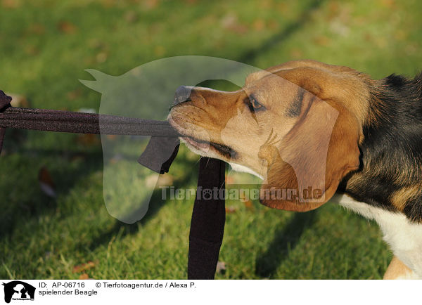 spielender Beagle / playing Beagle / AP-06716