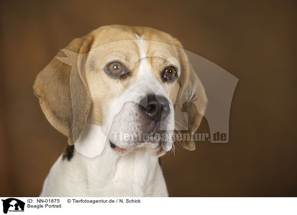 Beagle Portrait / NN-01875