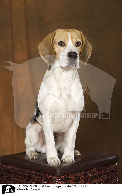 sitzender Beagle / sitting Beagle / NN-01878