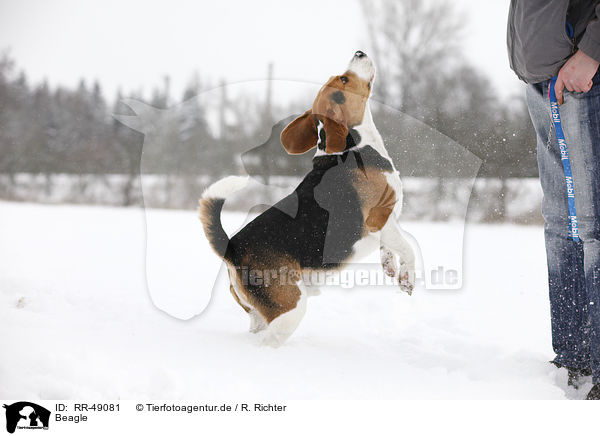 Beagle / Beagle / RR-49081
