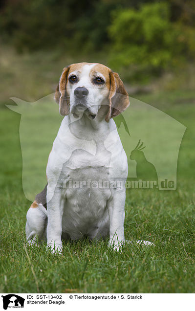 sitzender Beagle / sitting Beagle / SST-13402
