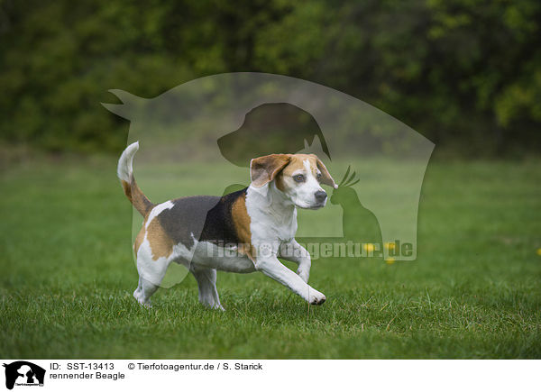 rennender Beagle / running Beagle / SST-13413