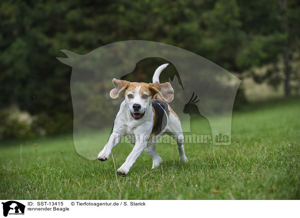 rennender Beagle / running Beagle / SST-13415
