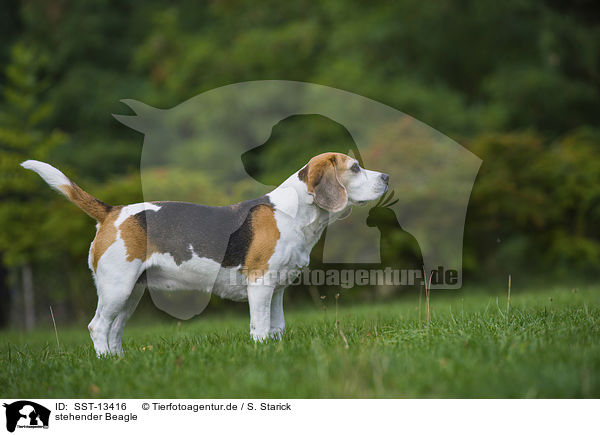 stehender Beagle / standing Beagle / SST-13416