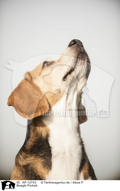Beagle Portrait / Beagle Portrait / AP-12743
