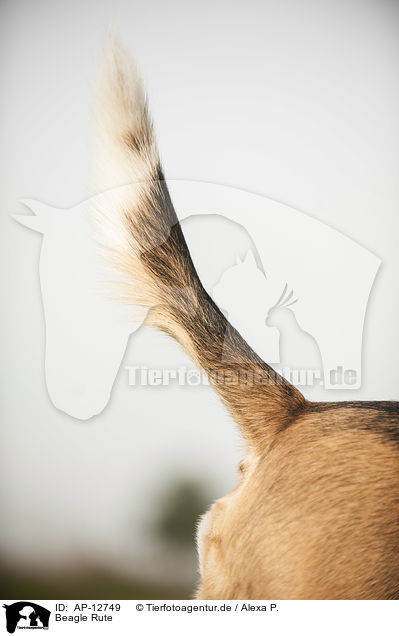 Beagle Rute / Beagle tail / AP-12749